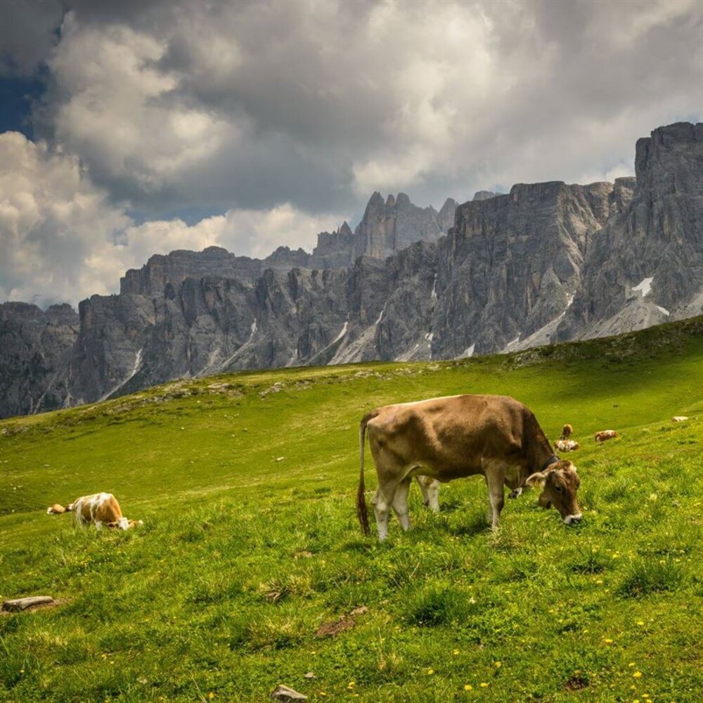 I Love BIO Protein 1,4 kg natural