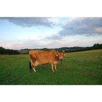 100% Grass Fed Whey 900 g čokoláda